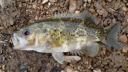 Ozark Bass