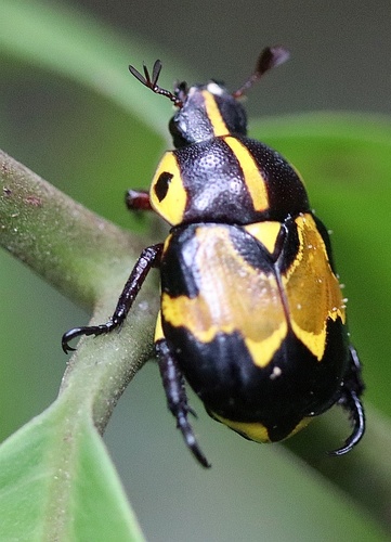 Rutela histrio