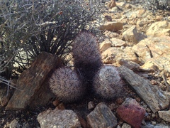 Escobaria alversonii