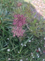 Daucus pusillus