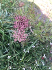 Daucus pusillus