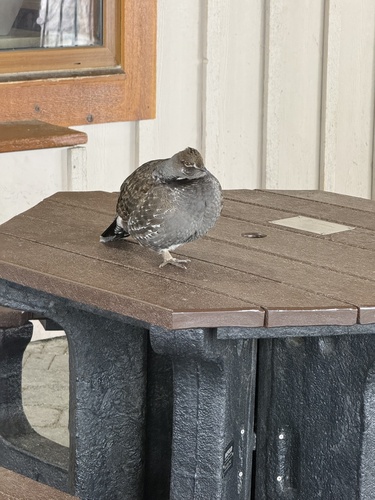 Sooty Grouse (Dendragapus fuliginosus), photo 5