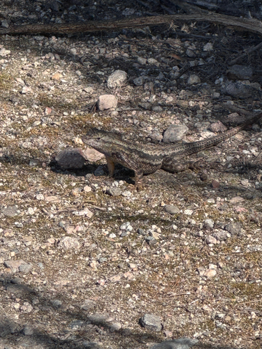 iNaturalist observation photo of Western Fence Lizard