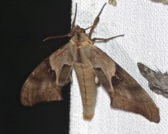Coequosa australasiae