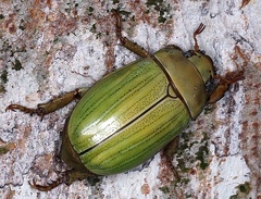 Pelidnota prasina