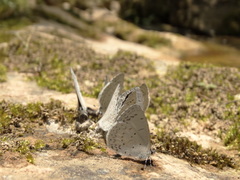Celastrina echo gozora