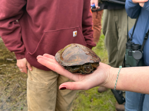 iNaturalist observation photo of Northwestern Pond Turtle