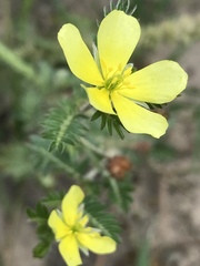 Tribulus zeyheri
