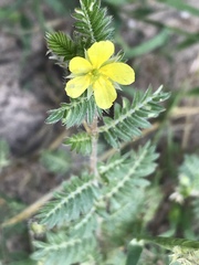 Tribulus zeyheri