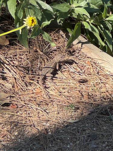 iNaturalist observation photo of Western Fence Lizard