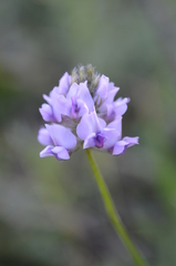 Oxytropis globiflora