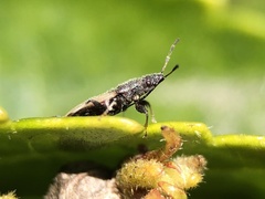 Oxycarenus hyalinipennis