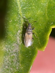 Oxycarenus hyalinipennis