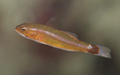 Bluestripe Dwarfgoby photo 3