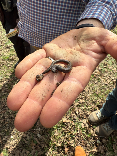 iNaturalist observation photo of Slender Salamanders