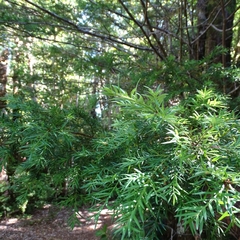 Saxegothaea conspicua