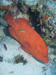 Cephalopholis sonnerati