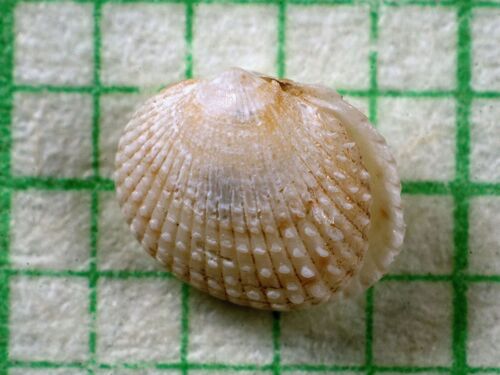 Parvicardium pinnulatum observed 2026-02-28
