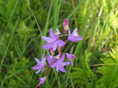 Calopogon tuberosus tuberosus