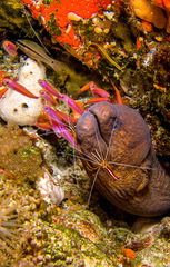 Gymnothorax breedeni