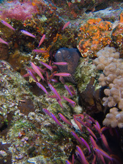 Luzonichthys