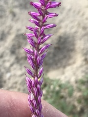 Hermbstaedtia fleckii
