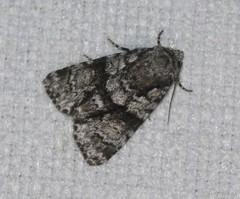Cycloprora nodyna