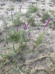 Hermbstaedtia fleckii