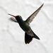 Swifts and Hummingbirds - Photo (c) Pablo LÃ¨autaud, some rights reserved (CC BY-NC-ND)