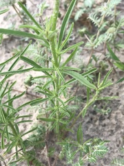 Hermbstaedtia fleckii