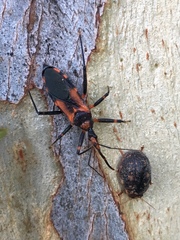 Havinthus rufovarius