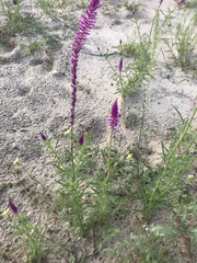 Hermbstaedtia fleckii