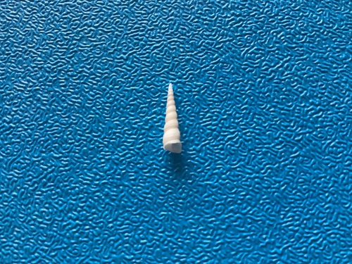 Little Screw Shell