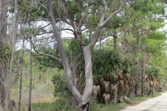 Eucalyptus grandis