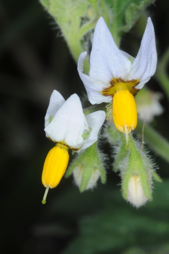 Solanum physalidicalyx
