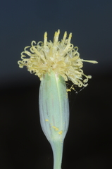 Porophyllum lanceolatum