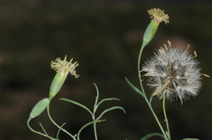 Porophyllum lanceolatum