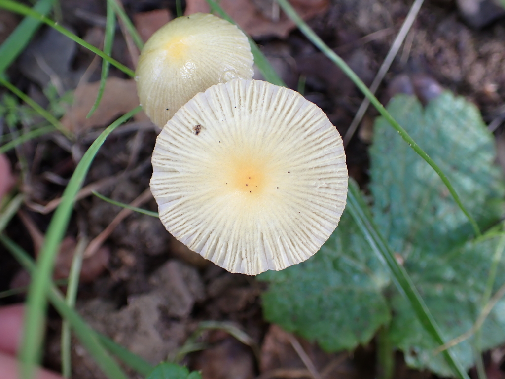 Bolbitius titubans · March 2026 · photo: © tidepooltales (iNaturalist, cc-by)