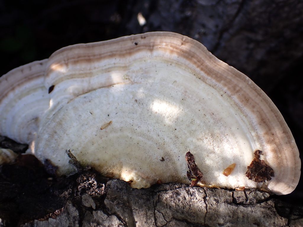 Trametes betulina · March 2026 · photo: © tidepooltales (iNaturalist, cc-by)