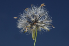 Porophyllum lanceolatum