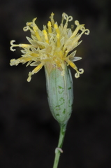 Porophyllum lanceolatum