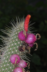 Cleistocactus baumannii