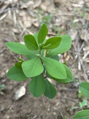 Baptisia nuttalliana, photograph (c) Northcut, some rights reserved (CC BY)