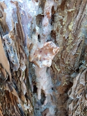Dendroctonus terebrans