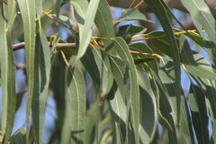 Eucalyptus grandis