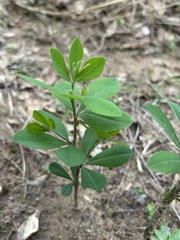 Baptisia nuttalliana, photograph (c) Northcut, some rights reserved (CC BY)