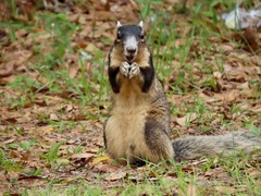 Sciurus niger shermani