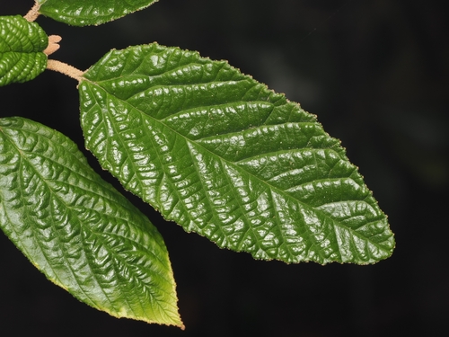 Hazel Pomaderris (Pomaderris aspera)