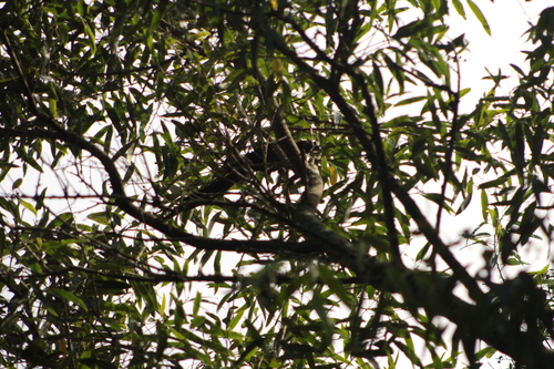 Greater Ani (Crotophaga major), photo 6
