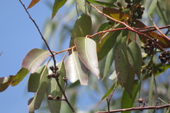 Eucalyptus grandis